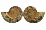 Jurassic Cut & Polished Ammonite Fossil - Madagascar #288318-1